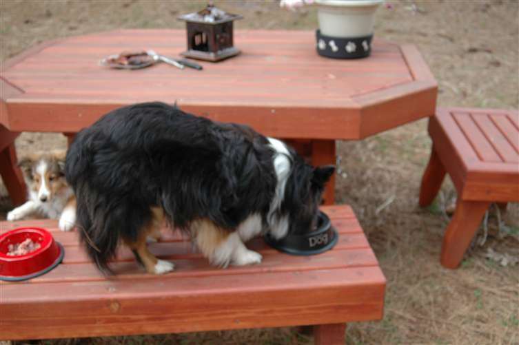 Jesse is trying to get the food.